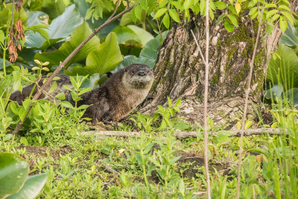 Ohio – CVNP Beaver&nbsp;Marsh