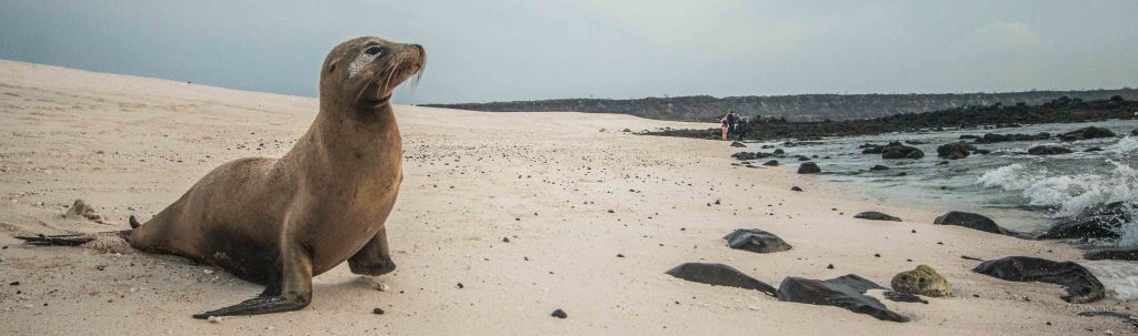 Galápagos-Starting the Journey